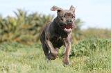 CANE CORSO 402